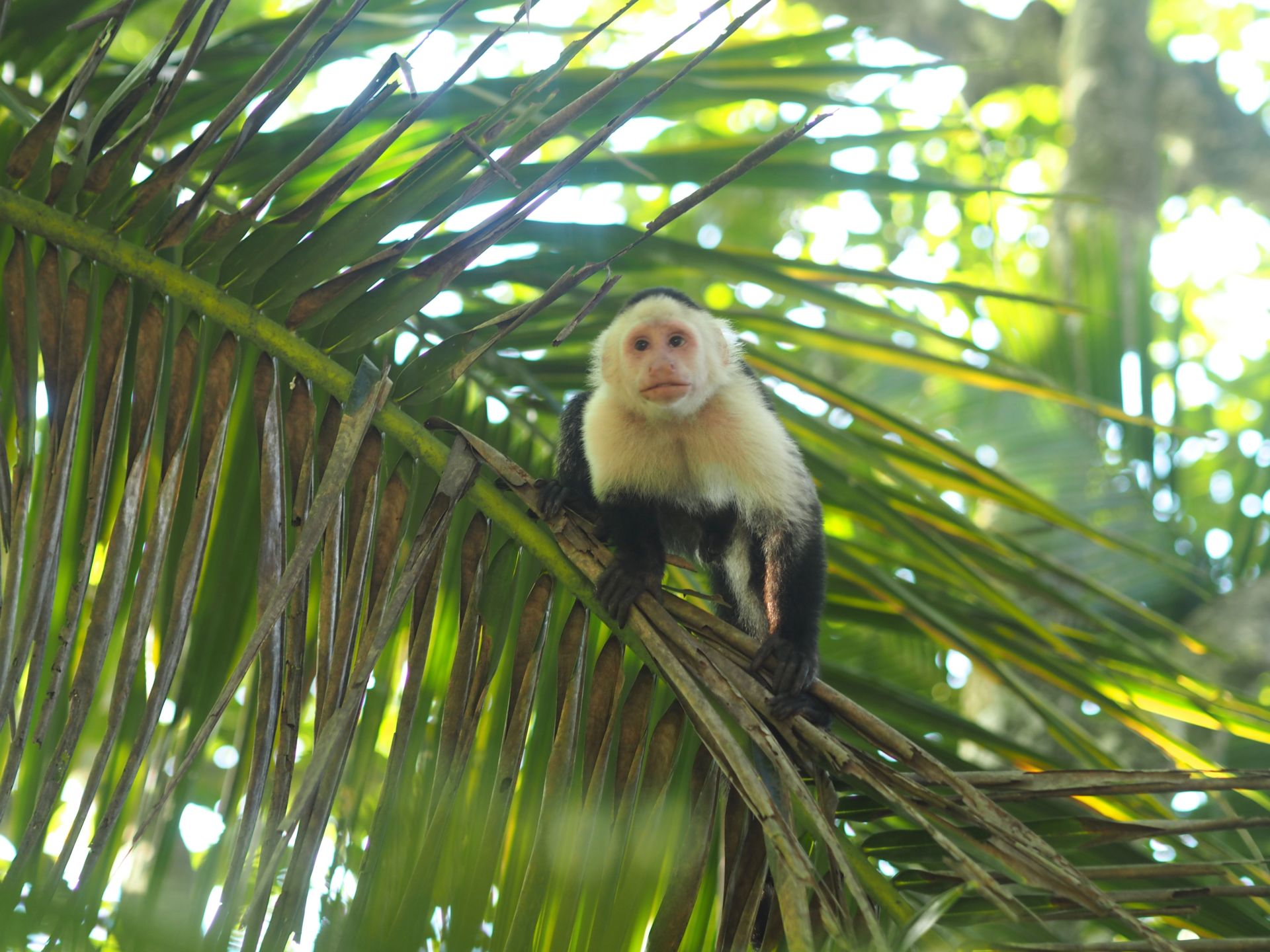 13 Wildlife Pictures That Will Make You Want To Visit Costa Rica NOW